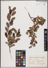 Foto von Salix aurita L.
